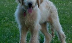 Howdy! I'm Gus, the sweet and lovable male Goldendoodle! I'm as sweet as can be! I can't wait to have a new family and new forever home of my very own. I was born on March 4, 2016. They're asking $599.00 for me! I'll come neutered, microchip, rabies shot,