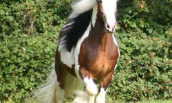 Sir Maverick is an amazing Gypsy Vanner Gelding. He stands 15.1hh and has a very traditional body type: strong bones, long and thick mane and tail, good feathers. Sir Maverick is registered in two books: Rheinland and Westfalia. He has won numerous awards