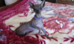 Xoloitzcuntili rare hairless male tiny toy 4 lb dog. Slate Blue in color,hairless no shedding, good with cats and dogs,not with small children he is to small,needs further training,active,Playful,we are fostering him.tex 520-661-7029