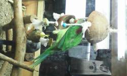 I have two Alexandrine parakeets for sale. These babies are hand fed and down to 1 hand feeding a day. They are growing fast and playful.
I am asking $495.00 each
You can reach us at 407-393-7054 by text or email
You can also see more of our Exotic babies