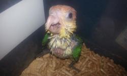 If you are looking for a fun and entertaining bird to love, this is the bird for you. This hand fed baby is 7 weeks old and on 3 hand feedings&nbsp;a day. Great personality. These birds are known for being curious and playful. They provde hours of
