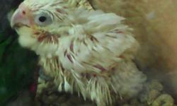 I have the cutest hand fed baby Goffin Cockatoo ready to find a new family to love. This baby is being hand fed and is on 3 hand feedings a day. The baby is adorable. Great when it comes to feeding time.
He (or she) is 7 weeks old.
I am asking $749.95 for