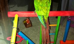 We are a small aviary in the heart of Acadiana.
We have one Military Macaw that is about 11 weeks old.. We are asking $700.00. All of our babies are hand raised by my husband and I. We pull our babies at 3 weeks old and hand feed them..They are very tame.