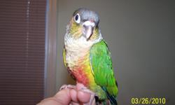 We are a small aviary located in the heart of Acadiana.
We have 2 baby Quaker Parrots that we are currently hand feeding. They will be ready in about 6 weeks. All of our babies are hand raised by my husband and I. We pull our babies at 3 weeks old and