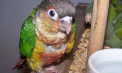 We are a small aviary in the heart of Acadiana.
We have 1 baby Yellow Sided Green Cheek Conures that we are currently hand feeding. All of our babies are hand raised by my husband and I. We pull our babies at 3 weeks old and hand feed them..They are very