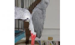 .. .hand fed dna sexed baby greys. please text us at 5126621760