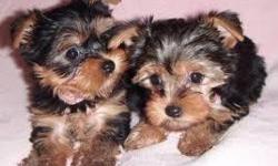 Male and Female TEACUP Yorkie. they are small and will only be 4 pounds full grown. Yorkie puppies are the sweetest pups ever! they have a great temperament and loves everyone they meets!! they are up-to-date on their shots and dewormings and comes