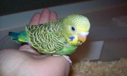 Handfed baby Green Parakeet. Super sweet! Will be ready for Christmas. Makes a great holiday present for young or old kids at heart. Handled by 6yr old daily, so use to kids. Great baby bird!