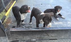Hangin Tree / McNab pups
1 black female
1 black male
8 weeks 12th June
dam blue Hangin Tree
sire black McNab
working stock dogs
shots
tails docked
&nbsp;dew claws removed
wormed