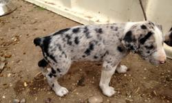 Hangin Tree Cow dog puppies for sale, born the beginning of April, out of excellent parents. The parents love to work, we use the dam everyday, there is nothing she can?t handle. These dogs will be very tough, and biddable. We can use these dogs on any