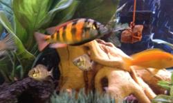 Hello I am selling (2) Male Haplochromis "Red Tails" for $20 each. They have been sexed and are ready for breeding. One is 3" and the other is 3.5". The larger Hap has darker stripes around the body and face. Both are pictured. I am not a fish expert, but