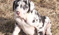 super cute great dane puppies available for new homes. i have 2 harlequin females and a blue/black male. they are 14 weeks old and up to date on their shots, house trained and good with kids. text us at (612) 213-5500 for further details and pictures or