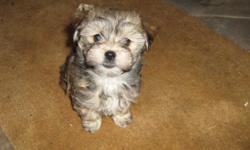 Beautiful tan sable havanese puppy. He is a little brown &nbsp;ball of fur .Born 01/16/2014. &nbsp;He's very playful, loves to check out new places & people. AKC papers available. Vet checked.&nbsp;