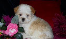 1 Female Havanese born on 4-28-11. UTD on shots and comes with a health warranty.
For More Info
Call/Text: 262-994-3007Â­Â­Â­Â­Â­Â­Â­
** Credit Cards Accepted (Visa/MasterCardÂ­Â­Â­Â­Â­Â­Â­Â­Â­Â­Â­Â­Â­Â­Â­Â­)Â­Â­Â­Â­Â­
*Â­Â­* Financing Available
** Shipping Available
** Microchipped