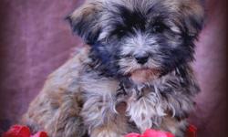 1 Male Havanese born on 2-17-11. UTD on shots and comes with a health warranty.
For More Info
Call/Text: 262-994-3007Â­Â­
** Credit Cards Accepted (Visa/MasterCardÂ­Â­Â­Â­Â­)
*Â­Â­* Financing Available
** Shipping Available
