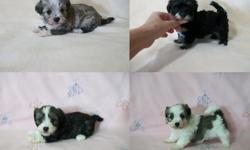 Greetings - Loving Care puppies is a private residence (home raised puppies) We currently have three litter of available: Please visit our website for more details: http://www.lovingcarepuppies.webs.com
We also have Roxie who is a Morkie female ( black