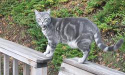 We have lost our 15 mo. old grey tabby cat. He is a neutered male, white belly, dark swirls on his sides and dark grey rings on his long tail. He went missing on Sat., August 25, 2012 in The Union Gap Loop Road area between Sutherlin and Oakland. He is