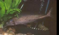 Asian Arowana fishes of many kinds and other aquariums fishes available for promotional prices,
our arowanas and other aquariums arequality guaranteed and are very healthy.They are delivered alongside Cites and Legalpermits.
We have arowanas and aquariums