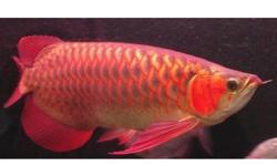 Asian Arowana fishes of many kinds and other aquariums fishes available for promotional prices,
our arowanas and other aquariums arequality guaranteed and are very healthy.T
hey are delivered alongside Cites and Legalpermits.
We have arowanas and