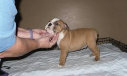 Healthy English Bulldog puppies
Hi I have English bulldog puppies they are 12 weeks old up to date on all shots and worming they will have papers and they are ready to go to there new home's if u will like more information let me know thanks