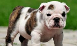 We have male and female English Bulldog puppies ready to join their new homes today. If you are interested in getting a pup Please contact us for more details and pictures.
Text: () -
Website: www.cheapbulldogpups.com