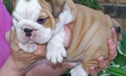 Healthy English Bulldog Puppies call or text at&nbsp; (405) 757-6399
They are very beautiful and super nice English bulldog puppies looking for their new home,
They have the the Sweetest face ever you can imagine for a bulldog,
They are very healthy as