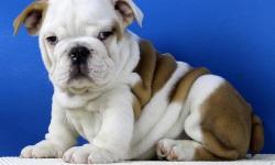 pl we have both male and female english bulldog puppies to give out for adoption.they are going to come with all paper work and are well&nbsp;
trained.for more pics and information,contact us at - -