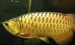 &nbsp;
Asian Arowana fishes of many kinds and other aquariums fishes available for promotional prices,
our arowanas and other aquariums arequality guaranteed and are very healthy.They are delivered alongside Cites and Legalpermits.
We have arowanas and