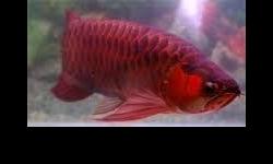 &nbsp;Asian Arowana fishes of many kinds and other aquariums fishes available for promotional prices,
our arowanas and other aquariums arequality guaranteed and are very healthy.T
hey are delivered alongside Cites and Legalpermits.
We have arowanas and