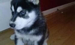 We have available some Gorgeous and affectionate Siberian Huskies puppies for you.They are updated with their shots and well Vet examined.They are very friendly with kids and other home pets and are perfect pets for any good home. Contact for more