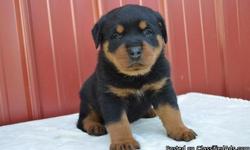 Healthy Male and Female Rottweiler puppies looking for a good home.They are just what will bring you joy in your family as pets.I just moved into a new apartment which is a non pet apartment, so that's why I'm giving these my babies out since our new