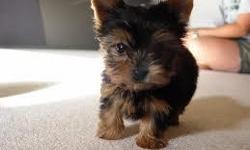 Bishu our adorable T-Cup Yorkie!!!! Bishu loves playing in the front yard with all her friends. She is always happy and wagging her tail no matter what. She is all up to date on shots & ready to go! For more details and pictures,send us a text via ((320)