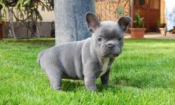 READY NOW- My beautiful girl gave birth to 5 Stunning KC Registered Beautiful Colors French Bulldog Babies ! I currently have 2 Solid Blue Males and 3 Fawn Females. Puppies are ready now. The prices of these rare puppies are not to be taken likely they