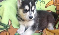 &nbsp;
AKC Reg. Husky puppys Gorgeous AKC Reg. male, female puppys 12 weeks, show prospect, 2nd Vaccination, reduced price, raised in clean home environment, Please call 7202829559.
&nbsp;