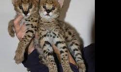 Home raised male and female F1 Savannah Kittens Available for new homes . they are healthy , very socialized and good with other pets , all F1 , registered and checked , kittens show outstanding growth and will make a good addition to any home with other