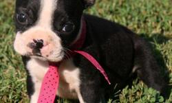 Healthy Xmas Boston Terrier Puppies..Text us at&nbsp; ((540) 300-2725)&nbsp; for more info....