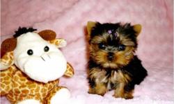 Healthy Yorkie Puppies Now Available. We currently have two yorkie puppies looking for new and forever homes. Please send me a text message anytime on .
I shall be expecting your text message with your phone number and email on my mobile number so I can