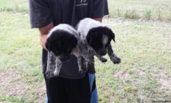 I have 6 heeler pups ready to go to good homes mom is a good cow dog should work or be great companion dogs