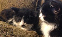 Two apple face seal point Himalayan males, very beautiful, crystal blue eyes, slightly wild but with a little love these pretty cats will make great pets. One year old, asking price 50$
Two apple face short hair Persians, black and white. Very sweet and