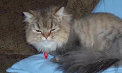 Princeton needs a home. Himalayan/PersianÂ­ Male mix. All shots, fixed and Micro chipped. Princeton wants to be your one and only love. He is very beautiful with brown/white fur and big green eyes. He loves children and adults and gets along with dogs. My