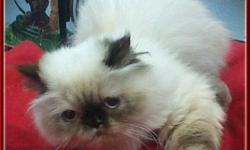 Animal Wellness Rescue has 3 Adorable Himalayan CATS&nbsp;for Adoption. All are Girls. Baby "Shadey"&nbsp;is about 1 1/2 years old A little Shy but very&nbsp;loving tortie pt., Mom "Coco Chanel" is 2 1/2 years old Mother to Shadey. Very Loving Chocolate