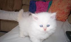 ADORABLE LITTLE FURR BALL OF LOVE , READY FOR XMASS EVE DAY I HAVE A MALE FLAMEPOINT THATS WHITE , WILL HOLD WITH A SMALL DEPOSIT
CALL 706 -237 5129 -706 973 -7237 IN DAHLONEGA GA