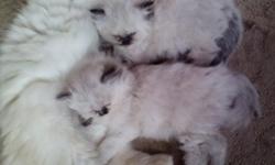 Gorgeous pure bred kittens. Nice blue eyes and personalities. Less than half price of pet stores.