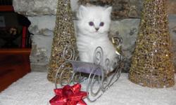 Beautiful registered Himalayan Kittens from our Baby Girl Paws Cattery.&nbsp; Ready for Christmas.&nbsp; They can be picked up beginning Dec. 14.&nbsp; All have shots up to date.&nbsp; We have 2 left, a beautiful blue point and a seal point.&nbsp;