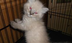 I have 5 adorable Himalayan kittens 8 weeks old and looking for their forever homes. They were raised around children and other cats so they have great personalities. There are 3 lynx point and 2 seal point. Male and Female of both available. IF YOU ARE