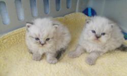 I HAVE THREE ADORABLE FEMALE KITTENS , CREAM AND BLUE POINT NOT READY TO GO TILL MAY 4TH I AM TAKING DEPOSITS TO HOLD TILL READY. . 706 973 7237 706 237 5129