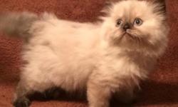 We have two beautiful registered Himalayan kittens left. Both are female. These little ladies are going to be gorgeous and have the sweetest personalities. They will be ready for their forever homes in two weeks. They will have their shots updated and