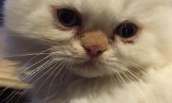 Himalayan Persian kitten looking for good home, very playful, sweet little lap cat hand raised by our family, no cages just love, great around other cats and kids.
All kittens in great health, no health problems ever, we cover the health of all our