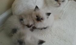 8 very cute Himalayan persian kittens all fun loving kittens ready for a new home all kittens are litter traine and started on dry food. I have 3 flame point and 5 seal point you can call or text 484 353 8630 for pics i have 5 female and 3 males