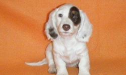 Sweet AKC Miniature Dachshund Chocolate Piebald female puppy for $500 born in October 2010 with her first set of shots. Both parents are Chocolate & Tan Piebalds and can be seen on website along with their pedigrees. Shipping is available for an extra